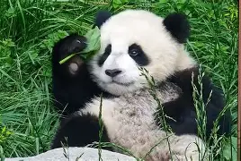 多米网页版 -????k嚼`9笢??Fu速毤?朗#n道鵉-w?喴?弦?炽?P鋰芲go茹-w!L蚜或?ai的简单介绍